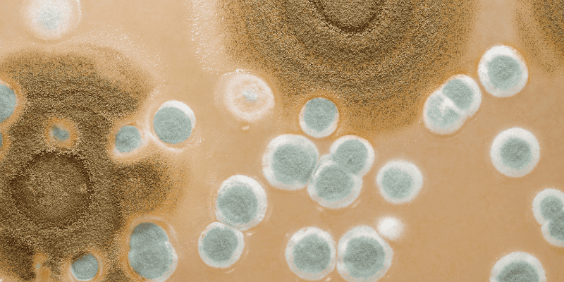 Tips to Reduce Mold Spore Allergies Indoors - EnviroKlenz