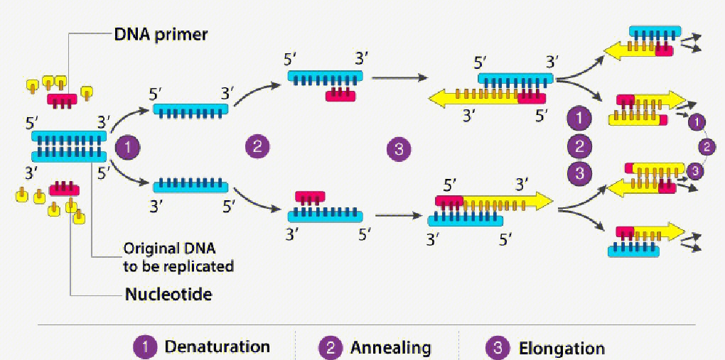 POLYMERASE CHAIN REACTION (PCR)