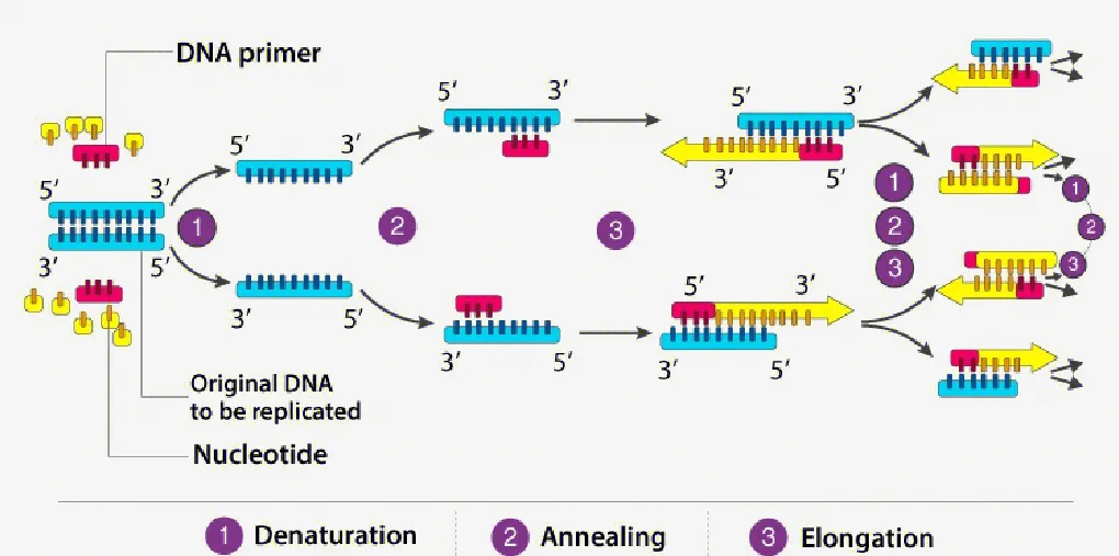 POLYMERASE CHAIN REACTION (PCR)